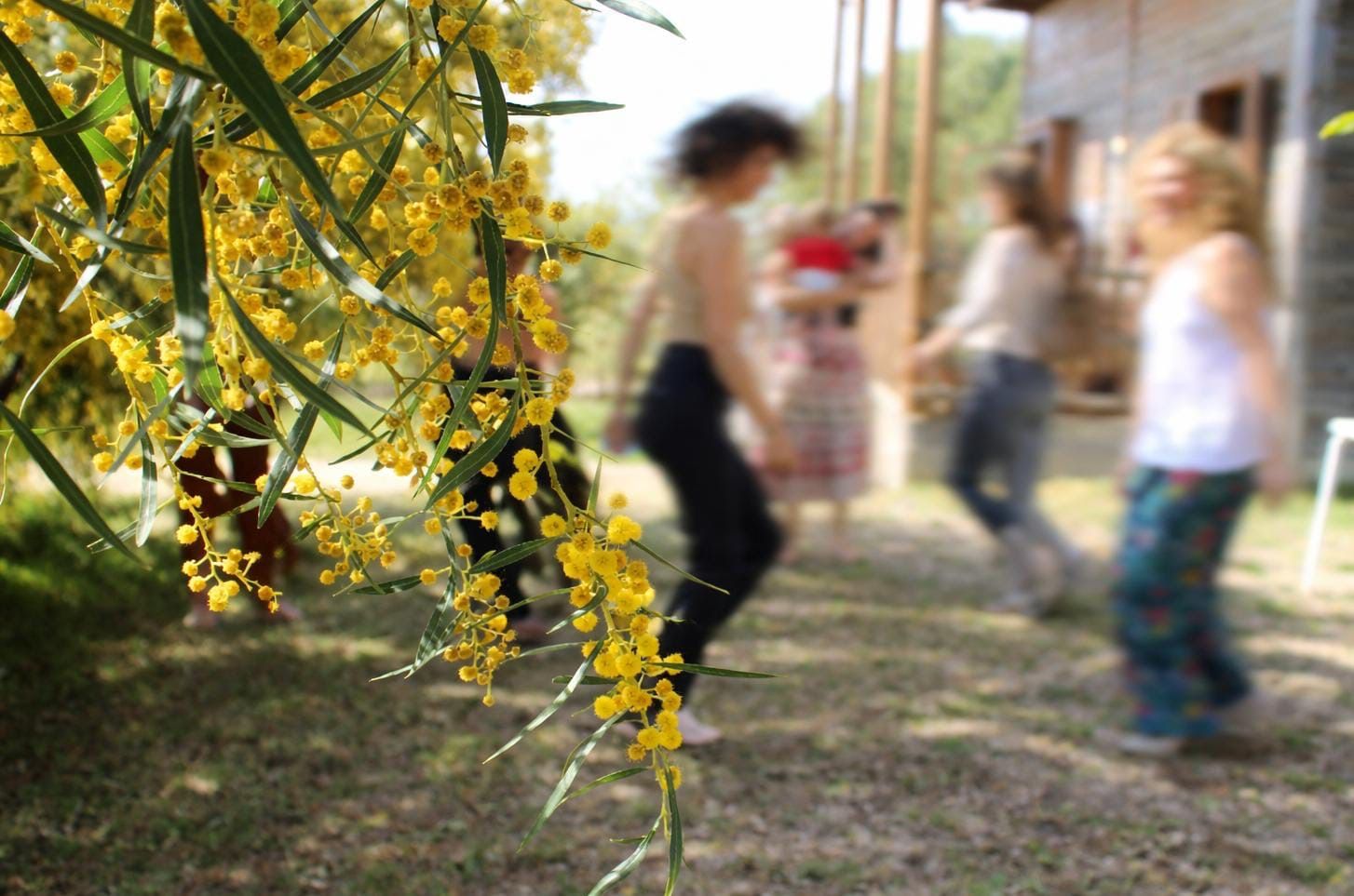 Grupo en movimiento junto a una mimosa en flor